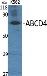 Fig1:; Western Blot analysis of various cells using ABCD4 Polyclonal Antibody diluted at 1: 500