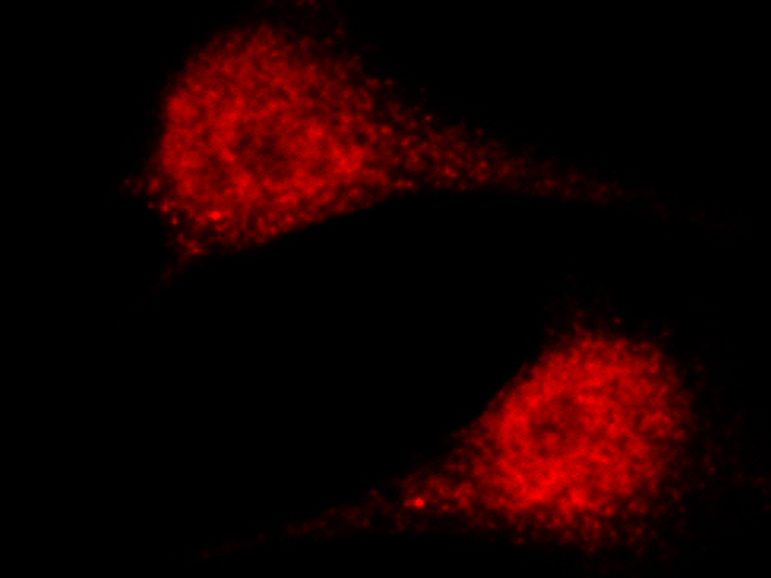 ASF1A Antibody, Rabbit PAb, Antigen Affinity Purified, Immunofluorescence