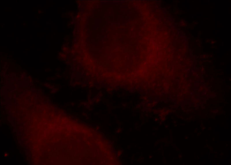 Immunofluorescent analysis of HepG2 cells, using GLA antibody Catalog No:107871 at 1:25 dilution and Rhodamine-labeled goat anti-rabbit IgG (red).