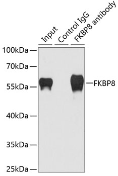 Immunoprecipitation - FKBP8 Polyclonal Antibody 