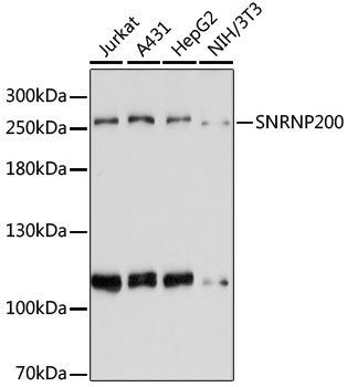 Western blot - SNRNP200 Polyclonal Antibody 