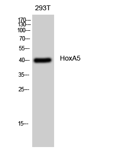 Fig1:; Western Blot analysis of 293T cells using HoxA5 Polyclonal Antibody diluted at 1: 500 cells nucleus extracted by Minute TM Cytoplasmic and Nuclear Fractionation kit (SC-003,Inventbiotech,MN,USA).