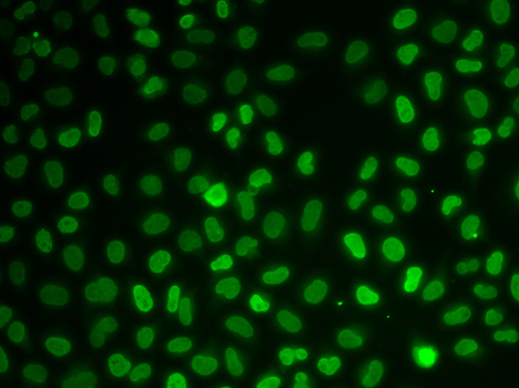 Immunofluorescence - NONO Polyclonal Antibody 