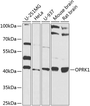 Western blot - OPRK1 Polyclonal Antibody 