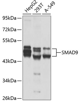 Western blot - SMAD9 Polyclonal Antibody 