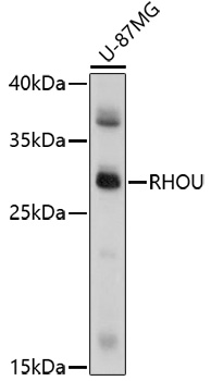 Western blot - RHOU Polyclonal Antibody 