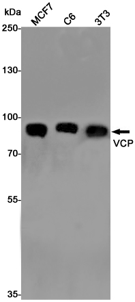 Western blot detection of VCP in MCF7,C6,3T3 cell lysates using VCP Rabbit pAb(1:1000 diluted).Predicted band size:89KDa.Observed band size:89KDa.