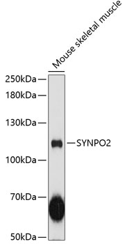 Western blot - SYNPO2 Polyclonal Antibody 