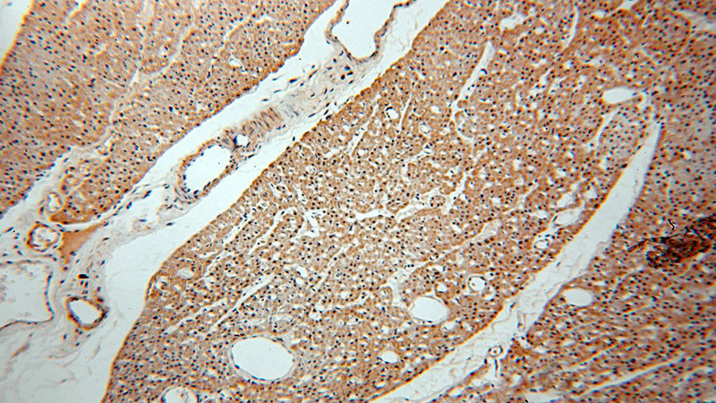Immunohistochemical of paraffin-embedded human heart using Catalog No:113620(KAT2B antibody) at dilution of 1:50 (under 10x lens)