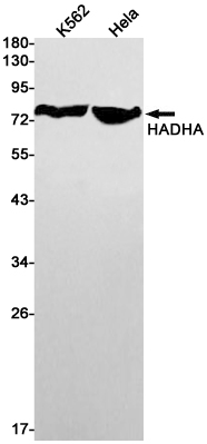 Western blot detection of HADHA in K562,Hela cell lysates using HADHA Rabbit pAb(1:1000 diluted).Predicted band size:83kDa.Observed band size:78kDa.