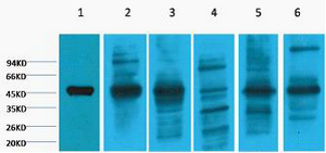 Western blot analysis of 1) HepG2, 2) Hela, 3) Mouse Liver tissue, 4) C2C12, 5) Rat Heart tissue, 6) Mouse Skeletal Muscle tissue, (8F2) diluted at 1:2000.
