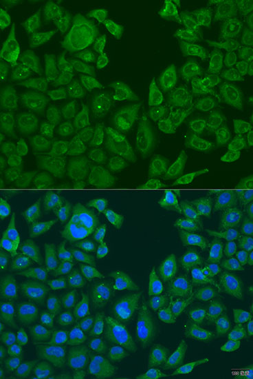 Immunofluorescence - NLRP2 Polyclonal Antibody 