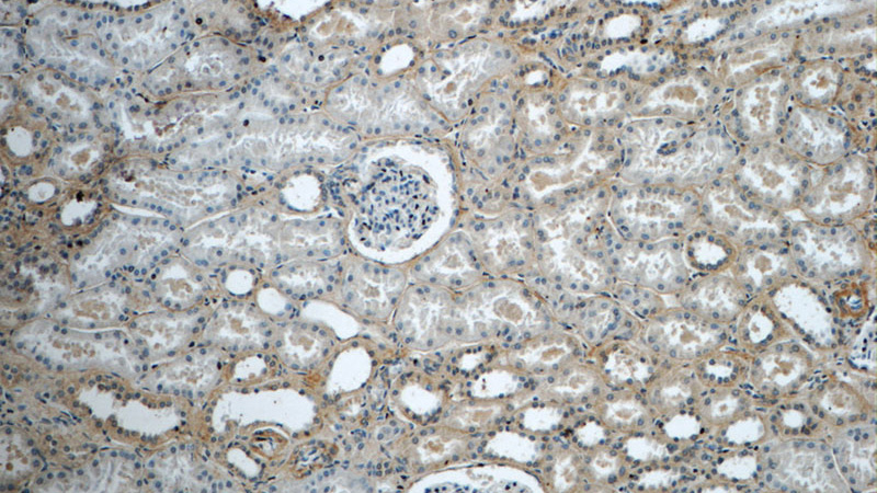 Immunohistochemistry of paraffin-embedded human kidney tissue slide using Catalog No:109437(COL4A2 Antibody) at dilution of 1:50 (under 10x lens)