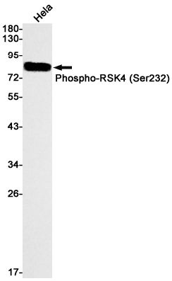 Western blot detection of Phospho-RSK4 (Ser232) in Hela cell lysates using Phospho-RSK4 (Ser232) Rabbit mAb(1:1000 diluted).Predicted band size:84kDa.Observed band size:84kDa.
