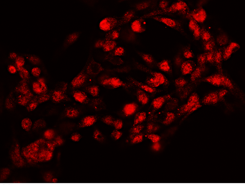 NR6A1 Antibody, Rabbit PAb, Antigen Affinity Purified, Immunofluorescence