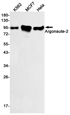 Western blot detection of Argonaute-2 in K562,MCF7,Hela cell lysates using Argonaute-2 Rabbit mAb(1:500 diluted).Predicted band size:97kDa.Observed band size:97kDa.