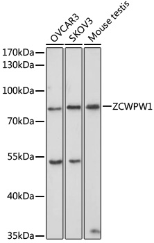 Western blot - ZCWPW1 Polyclonal Antibody 