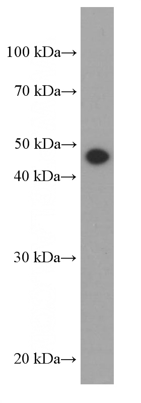HepG2 cells were subjected to SDS PAGE followed by western blot with Catalog No:107651(tubulin-gamma Antibody) at dilution of 1:1000
