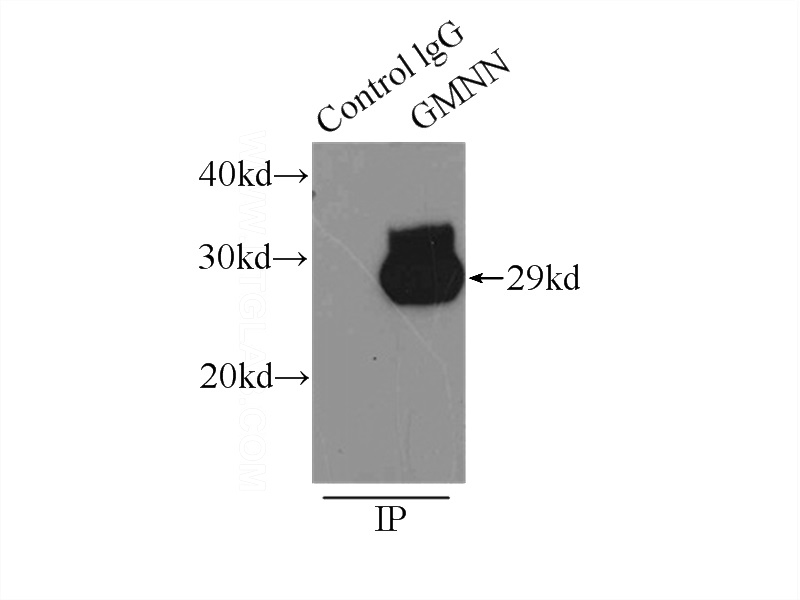 IP Result of anti-GMNN (IP:Catalog No:110942, 4ug; Detection:Catalog No:110942 1:1000) with HEK-293 cells lysate 4500ug.