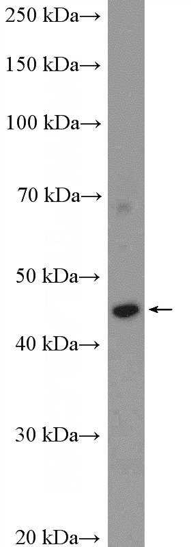 HeLa cells were subjected to SDS PAGE followed by western blot with Catalog No:113719(PERLD1 Antibody) at dilution of 1:300