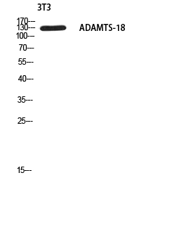 Fig1:; Western blot analysis of 3T3 using ADAMTS-18 antibody.. Secondary antibody（catalog#：HA1001) was diluted at 1:20000
