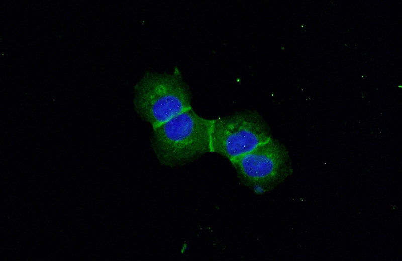 Immunofluorescent analysis of (-20°C Ethanol) fixed A431 cells using Catalog No:110288(E-cadherin Antibody) at dilution of 1:50 and Alexa Fluor 488-congugated AffiniPure Goat Anti-Rabbit IgG(H+L)