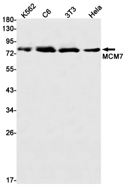 Western blot detection of MCM7 in K562,C6,3T3,Hela cell lysates using MCM7 Rabbit mAb(1:1000 diluted).Predicted band size:81kDa.Observed band size:81kDa.