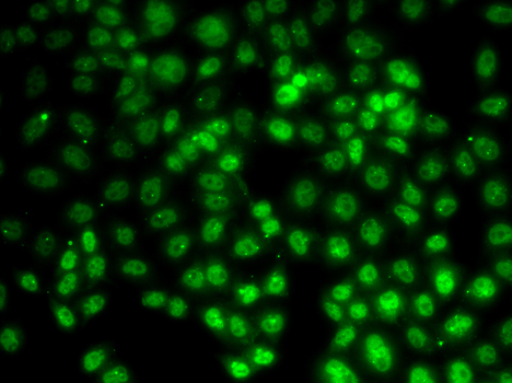 Immunofluorescence - PRMT2 Polyclonal Antibody 