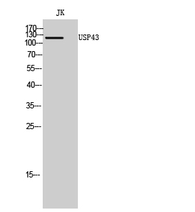 Fig1:; Western Blot analysis of JK cells using USP43 Polyclonal Antibody. Secondary antibody（catalog#: HA1001) was diluted at 1:20000