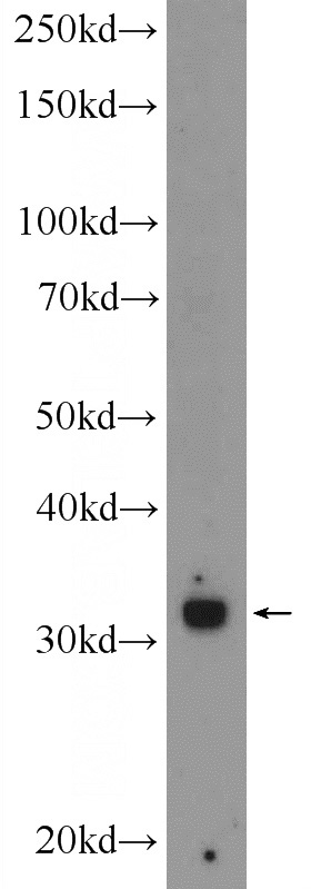 HepG2 cells were subjected to SDS PAGE followed by western blot with Catalog No:116359(TREX1 Antibody) at dilution of 1:300