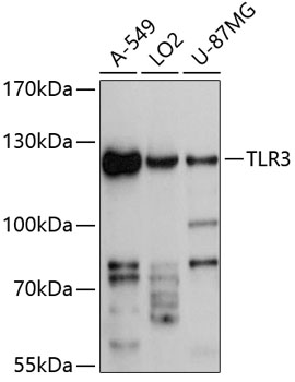 Western blot - TLR3 Polyclonal Antibody 