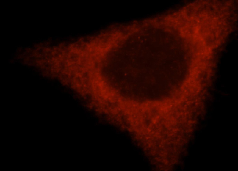 Immunofluorescent analysis of MCF-7 cells, using OLA1 antibody Catalog No:111246 at 1:25 dilution and Rhodamine-labeled goat anti-rabbit IgG (red).