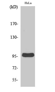 Fig1:; Western Blot analysis of various cells using Cyclin M2 Polyclonal Antibody