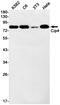 Western blot detection of Cip4 in K562,C6,3T3,Hela cell lysates using Cip4 Rabbit mAb(1:1000 diluted).Predicted band size:68kDa.Observed band size:80kDa.