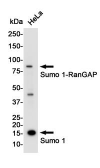 Western blot detection of SUMO-1 in Hela cell lysates using SUMO-1 Rabbit pAb(1:1000 diluted).Predicted band size:12KDa.Observed band size:80,12KDa.