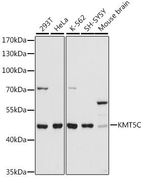 Western blot - KMT5C Polyclonal Antibody 