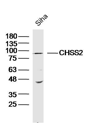 Fig2: Sample: Siha(human) Cell Lysate at 40 ug; Primary: Anti-CHSS2 at 1/300 dilution; Secondary: IRDye800CW Goat Anti-Rabbit IgG at 1/20000 dilution; Predicted band size: 85 kD; Observed band size: 85 kD