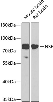 Western blot - NSF Polyclonal Antibody 