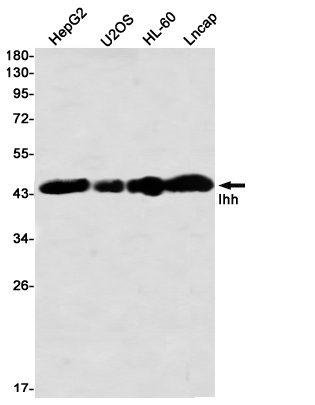 Western blot detection of Ihh in HepG2,U2OS,HL-60,Lncap using Ihh Rabbit mAb(1:1000 diluted)