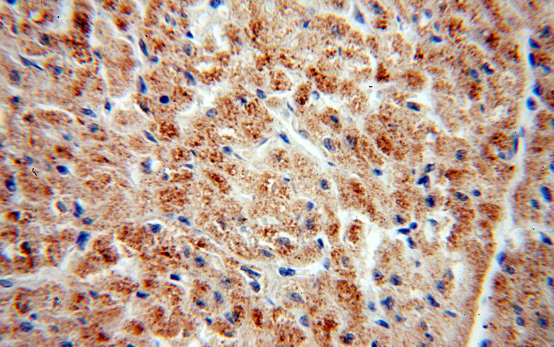 Immunohistochemical of paraffin-embedded human heart using Catalog No:113646(PECI antibody) at dilution of 1:100 (under 40x lens)