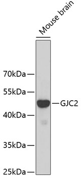 Western blot - GJC2 Polyclonal Antibody 
