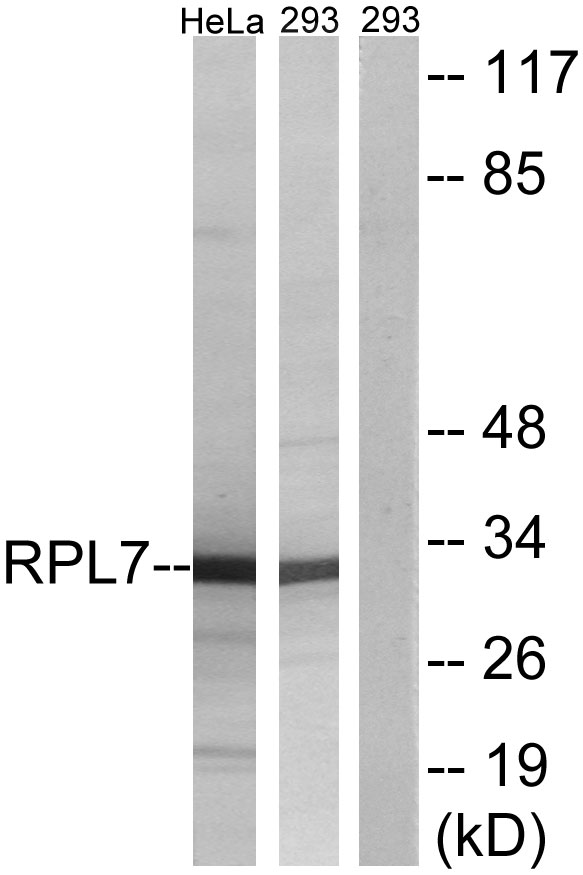 Western blot analysis of lysates from 293 and HeLa cells, using RPL7 Antibody. The lane on the right is blocked with the synthesized peptide.