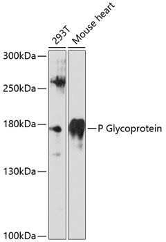 Western blot - P Glycoprotein Polyclonal Antibody 