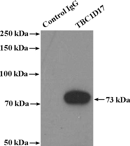 IP Result of anti-TBC1D17 (IP:Catalog No:115862, 4ug; Detection:Catalog No:115862 1:1000) with Jurkat cells lysate 3200ug.