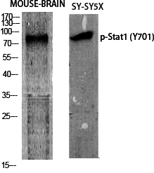 Western Blot analysis of various cells using Phospho-Stat1 (Y701) Polyclonal Antibody