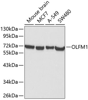 Western blot - OLFM1 Polyclonal Antibody 
