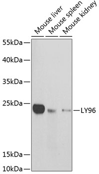 Western blot - LY96 Polyclonal Antibody 