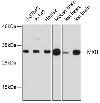Western blot - MXI1 Polyclonal Antibody 