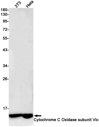 Western blot detection of Cytochrome C Oxidase subunit Vic in 3T3,Hela cell lysates using Cytochrome C Oxidase subunit Vic Rabbit pAb(1:1000 diluted).Predicted band size:9kDa.Observed band size:12kDa.