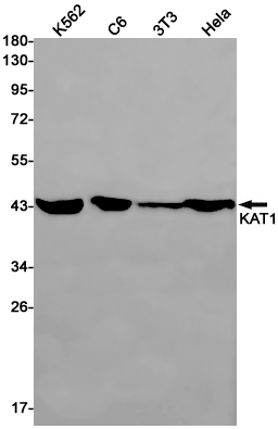 Western blot detection of KAT1 in K562,C6,3T3,Hela cell lysates using KAT1 Rabbit pAb(1:1000 diluted).Predicted band size:50kDa.Observed band size:45kDa.